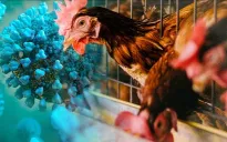 Campuchia phát hiện thêm ca nhiễm cúm gia cầm H5N1 ở người