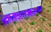 Robot sử dụng AI để diệt cỏ không gây hại tới cây trồng