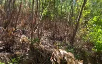 Trung Bộ bước vào đợt nắng nóng kéo dài, nguy cơ cháy rừng tăng cao