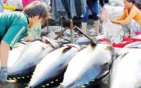 Xuất khẩu cá ngừ của Việt Nam sang Hàn Quốc tăng ''phi mã''
