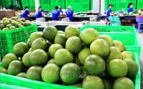 Tiềm năng xuất khẩu trái bưởi vào Hàn Quốc