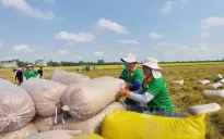 Đề xuất thành lập Hội đồng lúa gạo quốc gia