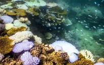 Đại dương nóng nhất trong 400 năm khiến rạn san hô Great Barrier “ngày càng dễ bị tổn thương”