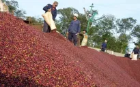 EU là thị trường tiêu thụ cà phê lớn nhất của Việt Nam