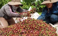 Giá xuất khẩu cà phê thiết lập mức cao kỷ lục