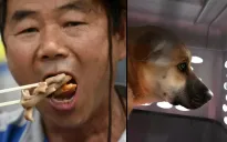 Luật cấm tiêu thụ thịt chó bắt đầu có hiệu lực tại Hàn Quốc