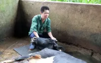 Người dân thấp thỏm khi hàng loạt con bò sữa chết bất thường