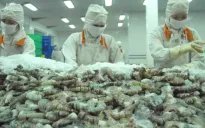 Xuất khẩu tôm đổi hướng thị trường những tháng cuối năm