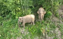 Buôn Ma Thuột nói không với sử dụng động vật hoang dã trái phép