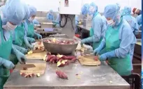 Khoai lang Việt xuất khẩu sang Nhật giá hơn 50.000 đồng/kg