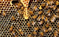 EU sắp thanh tra thủy sản nuôi và mật ong của Việt Nam