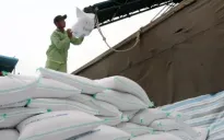 Cơ hội lớn cho xuất khẩu gạo