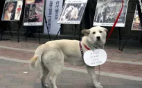 Thành phố Seoul phát triển bộ xét nghiệm phát hiện thịt chó