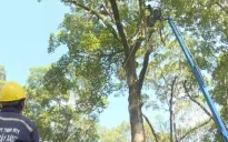 TP Hồ Chí Minh: Đầu tư máy "khám sức khỏe" cho cây xanh