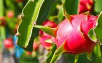 Xuất khẩu nông sản sang EU tăng trưởng tích cực