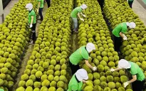 Xuất khẩu rau quả sang Hàn Quốc tăng mạnh