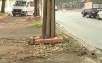 Hà Nội: Nhiều cây trồng trên vỉa hè gây bất tiện, nguy hiểm