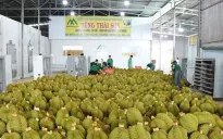 Chính thức cấp phép sầu riêng đông lạnh sang Trung Quốc