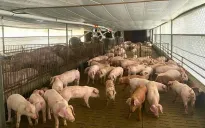 Hướng tới kiểm kê nhà kính trong chăn nuôi