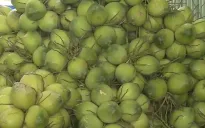 Doanh nghiệp chuẩn bị đón cơ hội khi dừa tươi, sầu riêng đông lạnh được xuất khẩu chính ngạch sang Trung Quốc