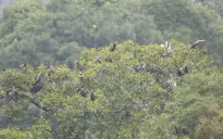 Tăng cường công tác bảo vệ chim hoang dã, chim di cư