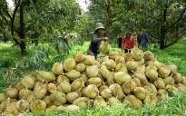 Cơ hội lớn cho nông sản Việt