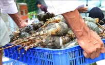 Người nuôi tôm hùm bị nợ lên đến hàng trăm tỷ đồng