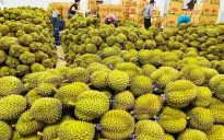 Dừa tươi, sầu riêng đông lạnh... giúp thương mại Việt Nam - Trung Quốc đạt 200 tỷ USD?