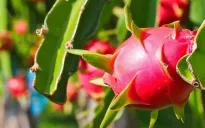 Trung Quốc là thị trường xuất khẩu nông sản lớn nhất của Việt Nam