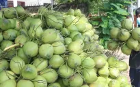 Kim ngạch xuất khẩu dừa tươi dự kiến tăng thêm 200 - 300 triệu USD