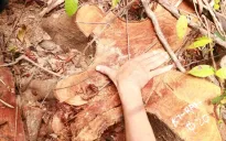 Vụ phá rừng tự nhiên ở Quảng Trị: Khẩn trương điều tra, xác minh đối tượng vi phạm