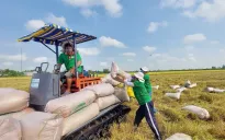 Indonesia tiếp tục mời thầu gạo số lượng lớn