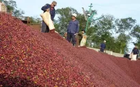 Giá cà phê tăng cao kỷ lục