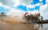 Đua bò Chùa Rô - Nơi giao thoa giữa truyền thống và đam mê