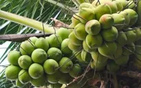Hỗ trợ kết nối tiêu thụ nông sản Việt