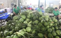 Sẵn sàng đưa dừa xuất khẩu chính ngạch sang Trung Quốc