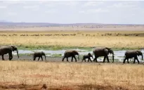 Hạn hán nghiêm trọng, Namibia có kế hoạch giết hơn 700 động vật và phân phối thịt cho người dân