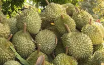 Xuất khẩu sầu riêng phá kỷ lục