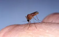 Cuba tăng cường kiểm soát virus Oropouche