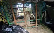 Ấn Độ truy lùng bầy sói tấn công người