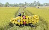 Triển vọng từ lúa giảm phát thải