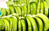 Việt Nam là nước cung cấp chuối lớn nhất cho thị trường Trung Quốc