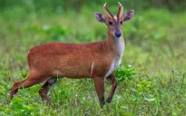 Đồng Nai nói không với sử dụng động vật hoang dã trái phép