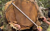 Phú Thọ: Khai thác trái phép gỗ tại Vườn Quốc gia Xuân Sơn 7 đối tượng bị bắt