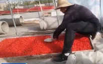 Bê bối thực phẩm chấn động Trung Quốc: Nông dân phun lưu huỳnh để kỷ tử "đẹp và đỏ"