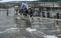 Giá tôm thẻ chân trắng cao nhất 3 tháng