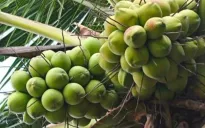 Dừa tươi tham vọng xuất khẩu tỷ đô