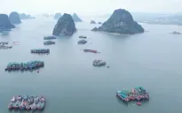 Huyện Vân Đồn (Quảng Ninh) đưa 1200 phương tiện vào nơi tránh trú trước bão số 3