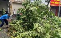 Công an TP Hà Nội khuyến cáo các biện pháp phòng, tránh tai nạn cây đổ do ảnh hưởng của mưa bão