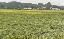 Hà Nội: Gần 5.000 ha sản xuất nông nghiệp bị ngập úng sau bão số 3
